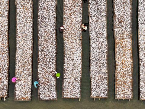 Aerial view of fish drying on long bamboo racks with workers tending to the catch in Cox's Bazar, Chittagong Division, Bangladesh.