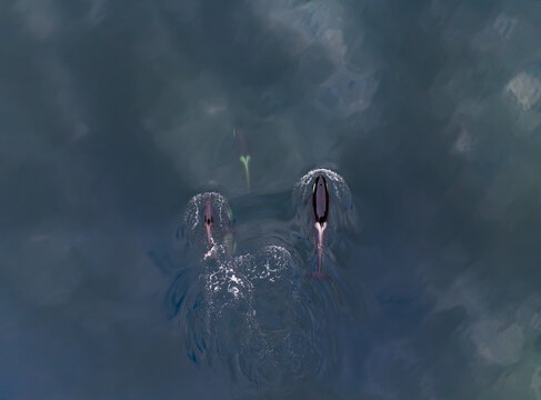 Aerial view of a pod of orcas swimming through the deep dark waters of the fjord in Valldal, More og Romsdal, Norway.
