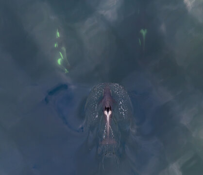 Aerial view of an orca swimming in the deep blue water of a fjord in Valldal, More og Romsdal, Norway.