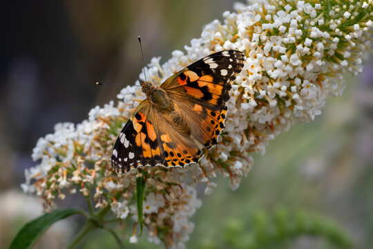 Painted Lady Butterfly on White Buddleja &ndash; Macro Close‑Up