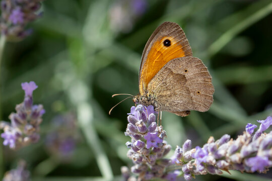 Meadow Brown Butterfly on Lavender &ndash; Macro Nature Close‑Up