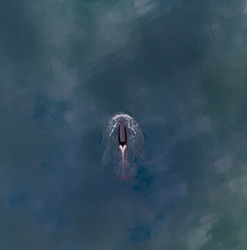 Aerial view of an orca swimming in the deep blue waters of the fjord in Valldal, More og Romsdal, Norway.