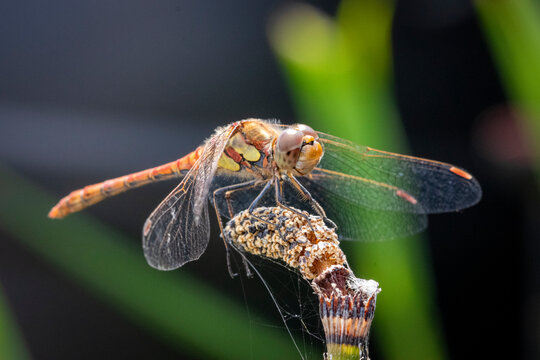 Common Darter Dragonfly on Reed &ndash; Macro Wildlife Close‑Up