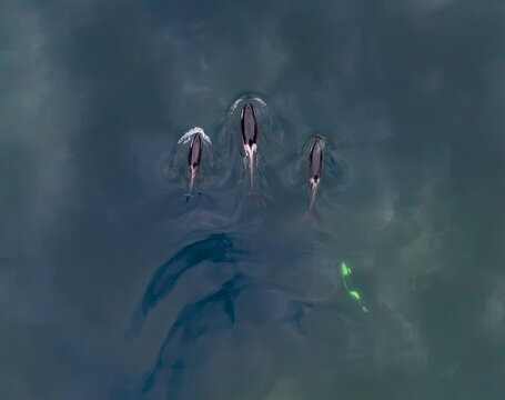 Aerial view of three orcas swimming in the deep blue sea in Valldal, More og Romsdal, Norway.