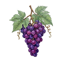 Fototapeta premium Impressionist Oil Painting Style Purple Grape Cluster With Green Leaves Food Art