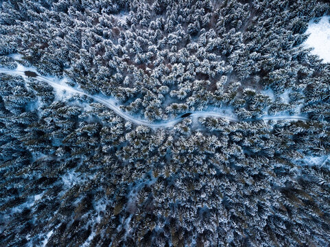 Aerial view of the snow-covered Carpathian Mountains forest with a winding road cutting through the dense pine trees in Kolochava, Zakarpattia Oblast, Ukraine.