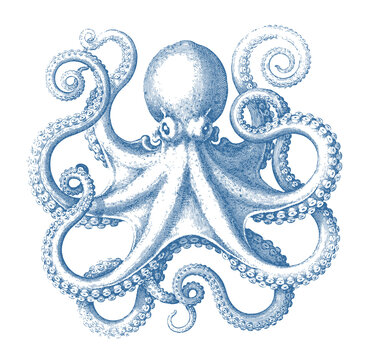 Vintage octopus illustration, hand drawn marine engraving with curling tentacles.
