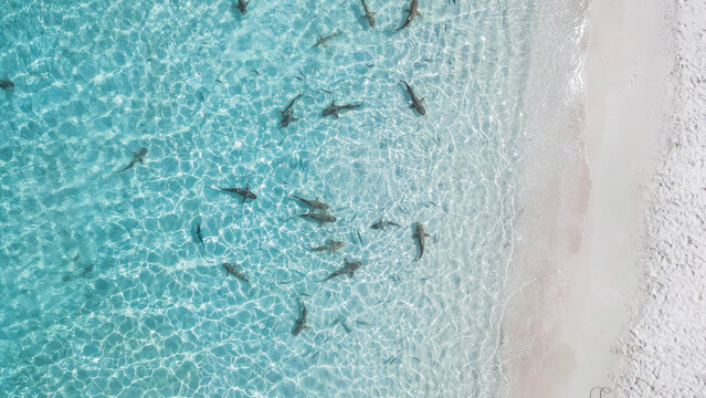 Aerial view of Shark Point with numerous sharks swimming in the clear turquoise waters near a white sandy beach in Raja Ampat, Southwest Papua, Indonesia.