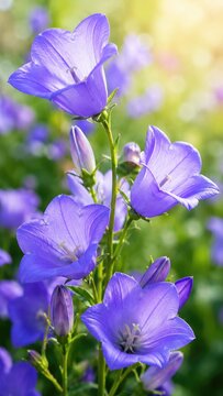 Close-up of vibrant purple bellflower (campanula) blooms with buds, green stems and sunlit bokeh background