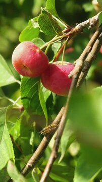 Vertical video. Small decorative apples hanging on a branch of apple tree. Summer harvest.