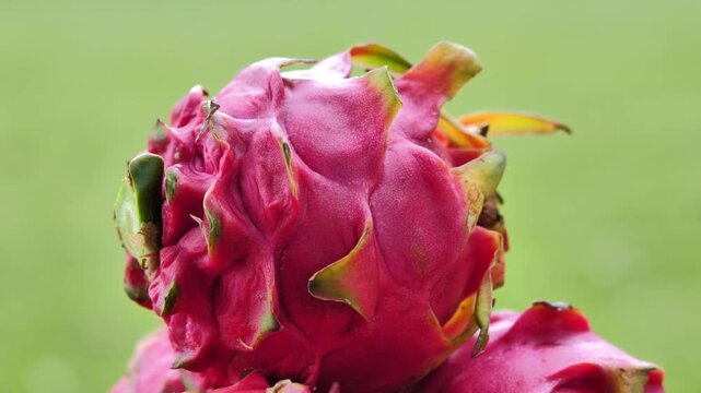 Fresh Red Dragon Fruit 