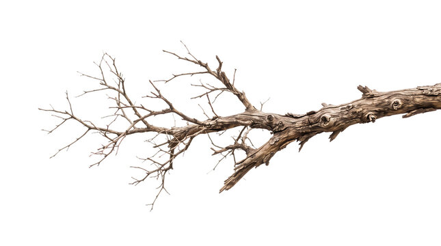 A detailed dry tree branch with rough bark texture isolated on transparent background