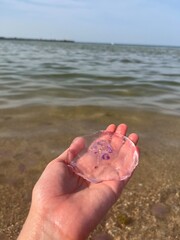 A vertical close-up photograph of a person's hand holding a small, translucent pinkish jellyfish with a distinctive purple center, set against the backdrop of a calm sea and horizon. © Mena
