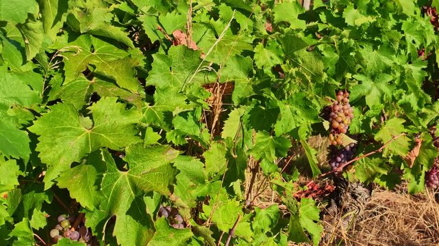 Ripening purple grape clusters hang among broad green leaves on grapevines in a cultivated vineyard, showing fruit development and viticulture, slow upward pan.