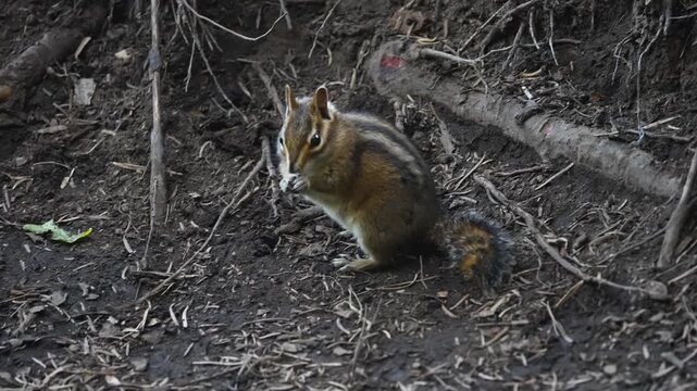 Striped chipmunk sits on forest floor holding food near Mirror Lake in Oregon woodland