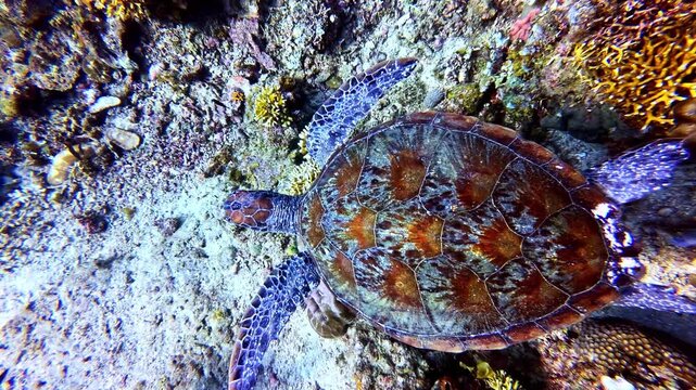 Sea turtle swimming underwater over vibrant tropical coral reef.