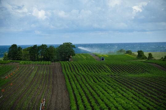 Aerial view of agricultural fields with rows of green crops, irrigation equipment in operation, and trees bordering the coastline by the sea in Fjellerup, Denmark.