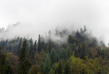 Obraz premium Misty Himalayan Forest Covered in Dense Fog and Tall Evergreen Trees