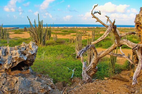 Typical landscape in Washington Slagbaii, National Park. Bonaire, Caribbean Netherlands