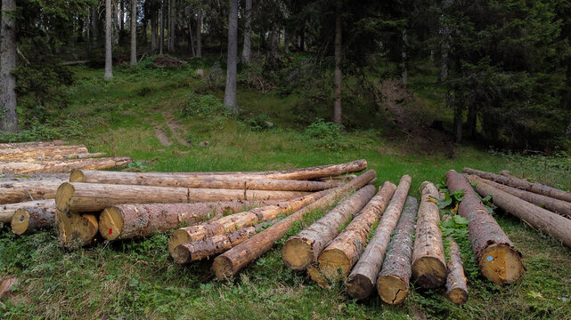Aerial view of stacked timber logs in the dense forest of Jankova Bara, featuring textured bark and cut wood surfaces on the grassy forest floor in Badanj, Raski okrug, Serbia.