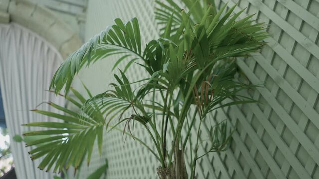 Potted palm beside a white wooden trellis inside a bright garden room