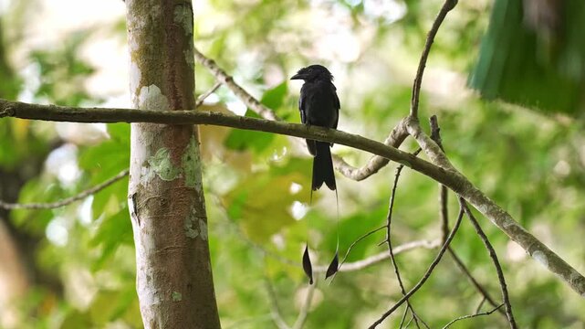 Medium static shot of a greater racket-tailed drongo (Dicrurus paradiseus) perched quietly on a horizontal tree limb in the rainforest canopy, displaying its elongated wire-like tail rackets.