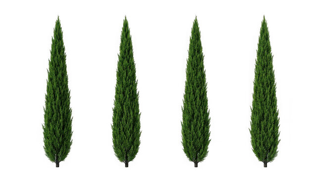Four italian cypress trees isolated on transparent background
