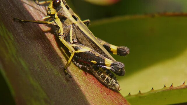 Tight macro static shot showing the textured flanks and yellow-black stripes of a black forest grasshopper (Traulia azureipennis) as it raises and displays its bright red-spined hind tibia on a leaf.