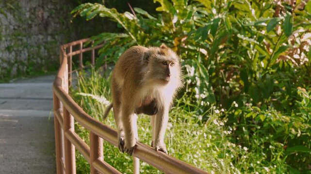 Eye-level tracking shot of a female crab-eating macaque (Macaca fascicularis) balancing on a park handrail while carrying a newborn baby clinging tightly to her belly.