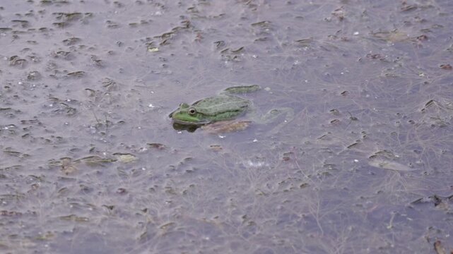 Vibrant green frog rests partially submerged in murky water, surrounded by a textured surface of bubbles and fine aquatic strands