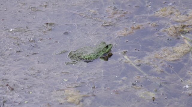Vibrant green frog rests partially submerged in murky water, surrounded by a textured surface of bubbles and fine aquatic strands