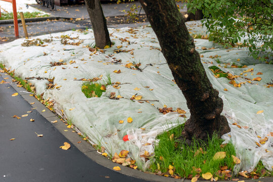 young grass protected with a cover