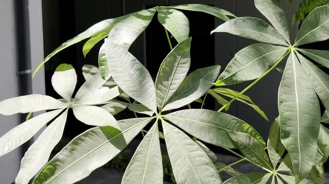 Close up green umbrella plant leaves swaying, representing ornamental plant, garden foliage, and nature detail footage.