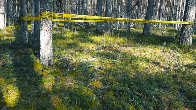 Crime scene do not cross tape in pine forest crime scene investigation yellow tape barrier in nature.