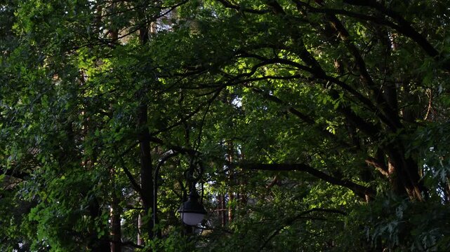 Shaded paved alley winds through dense forest with tall trees arching overhead
