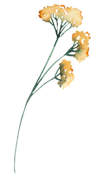 Watercolor yellow wildflowers, autumn floral isolated illustration for stationery and greeting cards