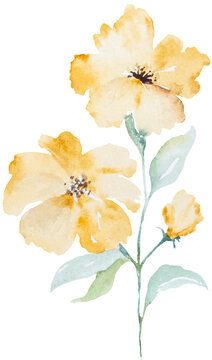 Watercolor hand drawn light yellow flowers, isolated illustration, floral wedding and greeting design