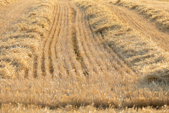 Wheat Stubble and Straw Windrows Across a Harvested Farm Field