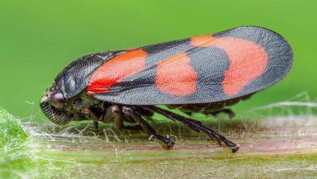 Red-and-black froghopper macro, bold wing pattern detail