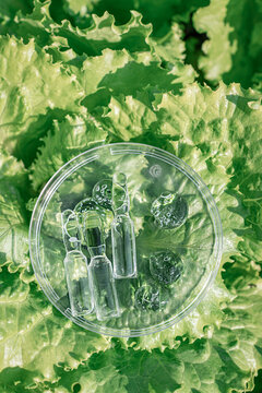Ampoules and gel drops in petri dish on green lettuce, representing organic skin care and plant-based biotechnology. Nature as a laboratory, pure eco-beauty of plant origin, biotech cosmetics