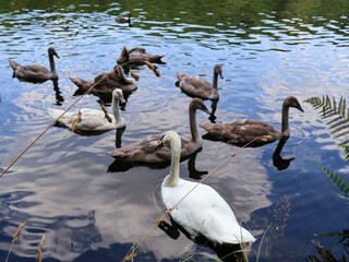 Beautiful flock of white swans and brown young cygnets swimming in dark blue lake water, commercial wildlife background of elegant birds in a natural pond habitat.   ,pelicans in flight © Nadiia.