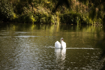 Single white swan standing in shallow water, elegant waterfowl portrait.   © ketrin