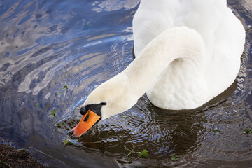 Close-up of a white swan with orange beak in water, detailed bird portrait. © ketrin