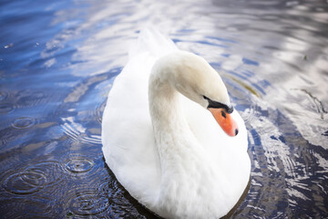 Close-up of a white swan with orange beak in water, detailed bird portrait. © ketrin