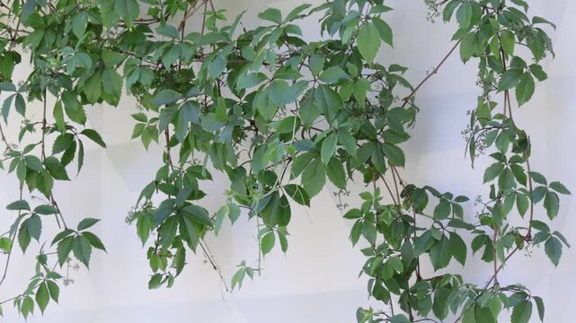 Dense tendrils of climbing vine with palmate leaves cascade across a smooth off-white wall, creating a natural tapestry of varying green hues