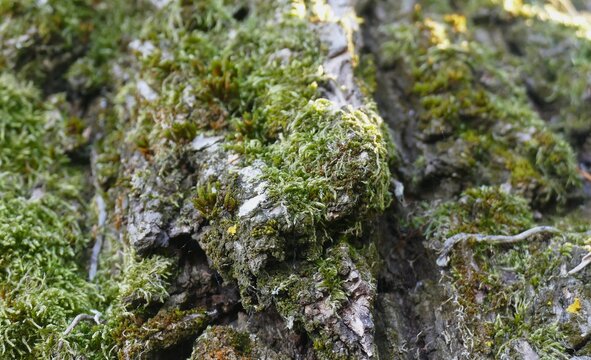 Tree bark covered with green moss in the wood close macro details , nature pattern and surface background