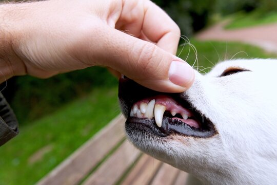 Close-up of a dog's exposed teeth and gums during an oral inspection, showing canine dental health, tooth condition and routine pet care.