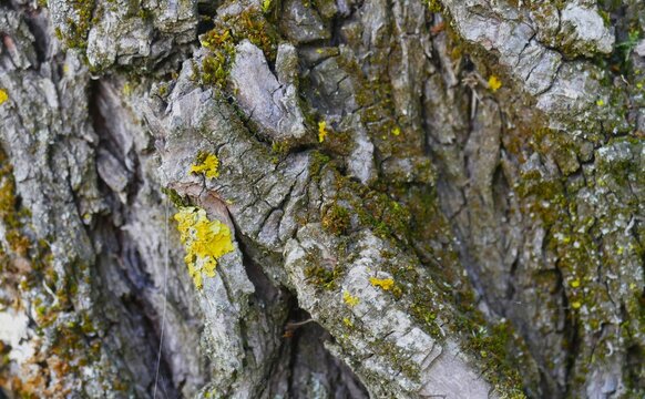 Tree bark covered with green moss in the wood close macro details , nature pattern and surface background