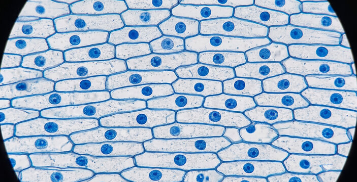 Microscopic view of onion epidermal cells (Allium cepa).