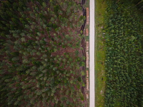 Aerial view of a dirt road running through a dense pine forest with stacks of harvested timber logs along the edge in Ance Parish, Ventspils Municipality, Latvia.